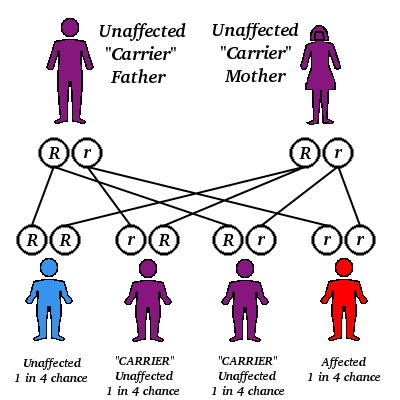 Image:autorecessive.png