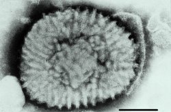 Cowpox virus