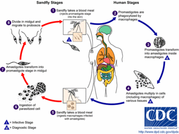 Life cycle of the Leishmaniasis parasite. Source: CDC