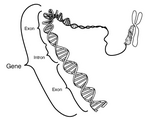 The exon portion of a DNA strand encodes a specific portion of a protein. In some organisms exons are situated between introns which are spliced from the strand before it is exported from the nucleus and do not code for protein parts.
