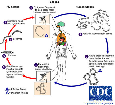 Loa loa life cycle. Source: CDC