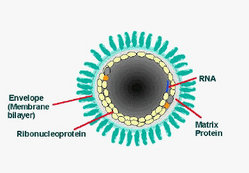 Cross section of Rabies virus