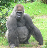 Gorillas evolved anatomically enlarged foreheads to convey increased status and maturity.