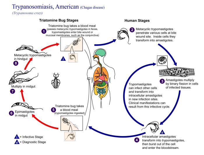Life cycle of Trypanosima cruzi. Source: CDC