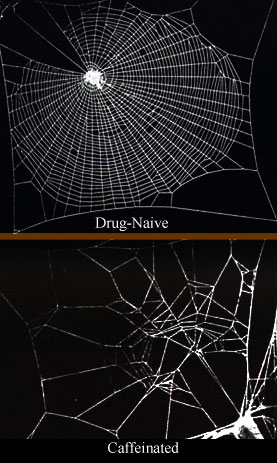 Caffeine has a significant effect on spiders, which is reflected in their web construction.