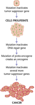 Cancers are caused by a series of mutations.  Each mutation alters the behavior of the cell somewhat.