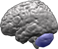 Cerebellum (in blue) of the human brain
