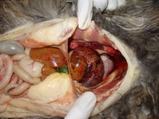 Peritoneopericardial diaphragmatic hernia in a cat