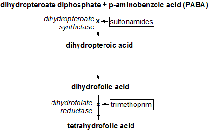 Tetrahydrofolate synthesis pathway