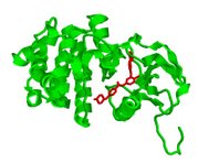 bcr-abl kinase, which causes CML in green, inhibited by small molecule Imatinib mesylate in red, rendered with RasMol