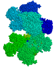 Molecular structure of Glucose-6-phosphate dehydrogenase