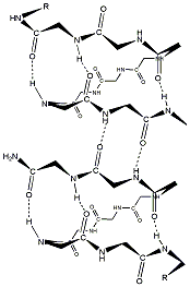 The diamer in Gramicidin is seen showing the antiparallel hydrogen bonding between the amid hydrogens and carbonyl oxygens.