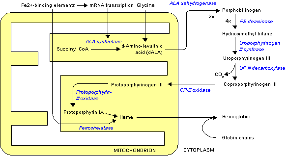 Heme synthesis - note that some reactions occur in the cytoplasm and some in the mitochondrion (yellow)