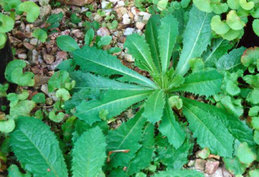Wild lettuce's analgesic effects have earned it the nickname Opium lettuce.