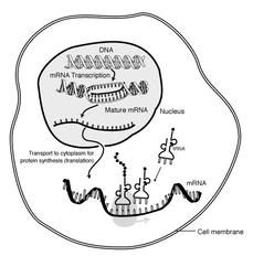 The interaction of mRNA in a eukaryote cell.