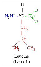 Leucine Formula (Older Version [Note the diferences in the order of the elements in a molecule])