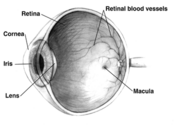 Human eye cross-sectional view. Courtesy NIH National Eye Institute