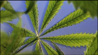 A Cannabis sativa plant