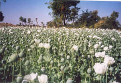 Opium crop from the Malwa region of India