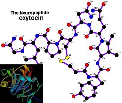 Oxytocin structure. Inset shows oxytocin bound to neurophysin