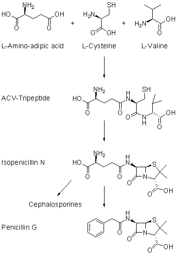 Penicillin biosynthesis