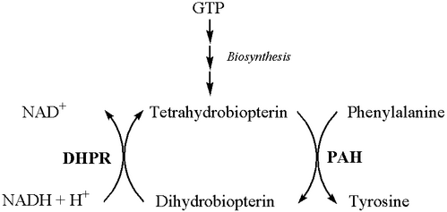 Simplfied Pathway for Phenylalanine Metabolism2
