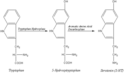 Biosynthesis of the Neurotransmitter Serotonin.2