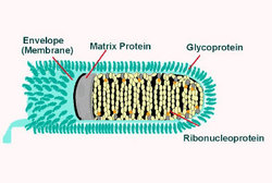 Longitudinal schematic view of Rabies virus