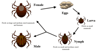 The life cycle of Dermacentor variabilis and Dermacentor andersoni ticks (Family Ixodidae)