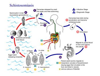 Schistosomiasis life cycle. Source: CDC
