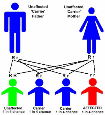Tay-Sachs disease is inherited in the autosomal recessive pattern, depicted above.
