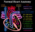 Normal heart anatomy